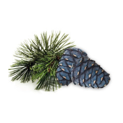 HARVIA koncentrat zapachowy do sauny, sosna arolla 1 l 