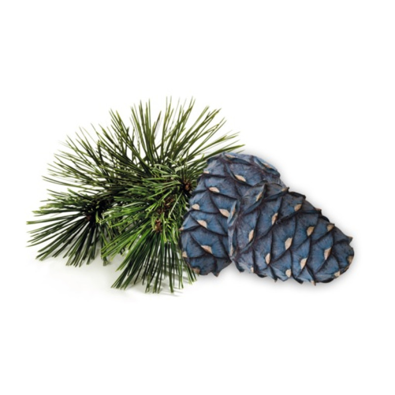 HARVIA koncentrat zapachowy do sauny, sosna arolla 1 l