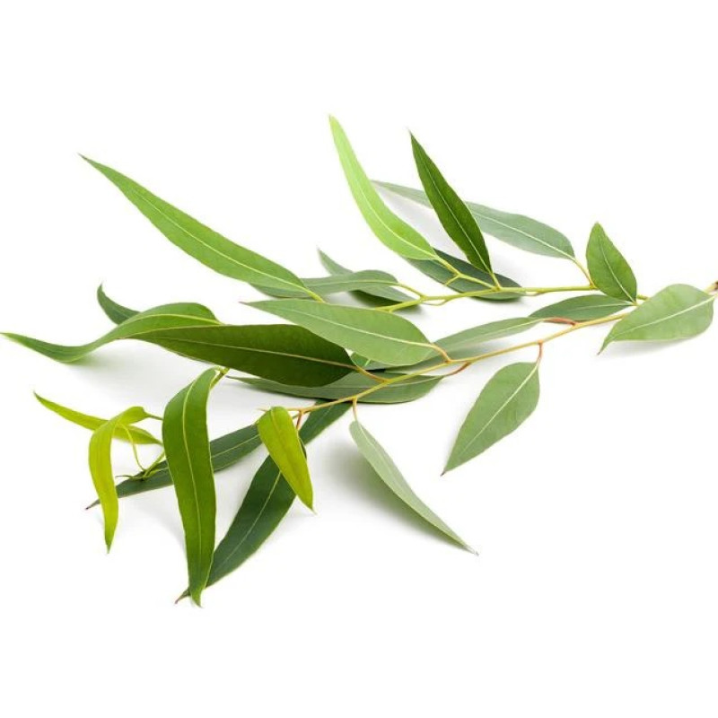 SENTIOTEC koncentrat zapachowy do sauny parowej eukaliptus 5 l