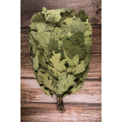 Kanadyjska miotła dębowa 